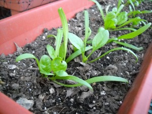 not-so-baby spinach